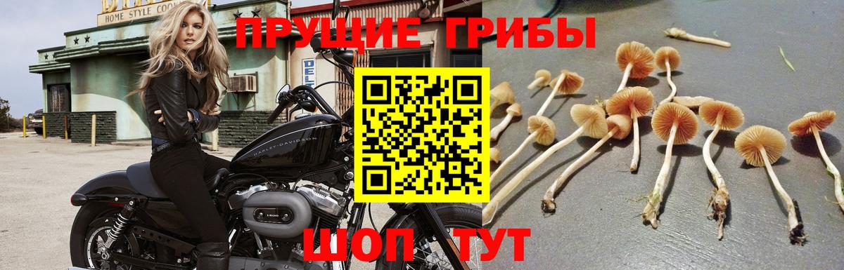 Галлюциногенные грибы прущие грибы Богданович
